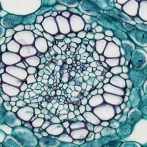 cell